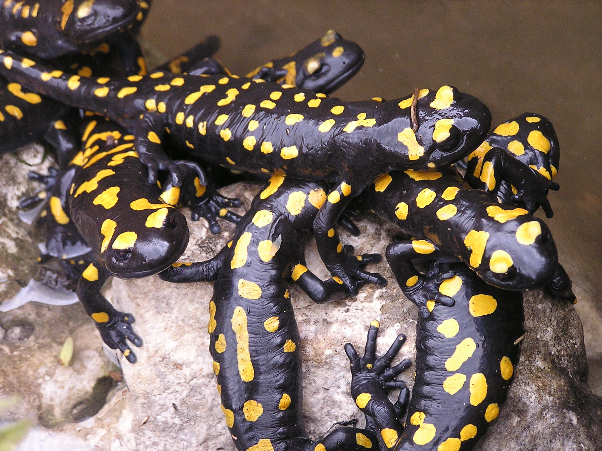 Salamander
